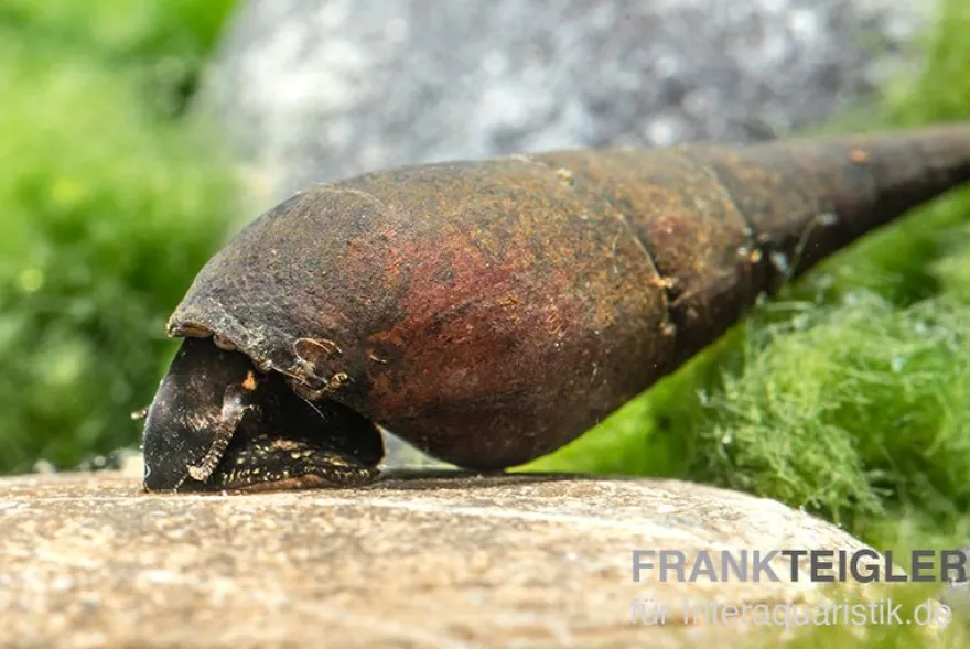 Langnasenschnecke, Stenomelania torulosa