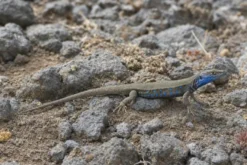 Lanzarote-Ostkanareneidechse, Gallotia atlantica atlantica