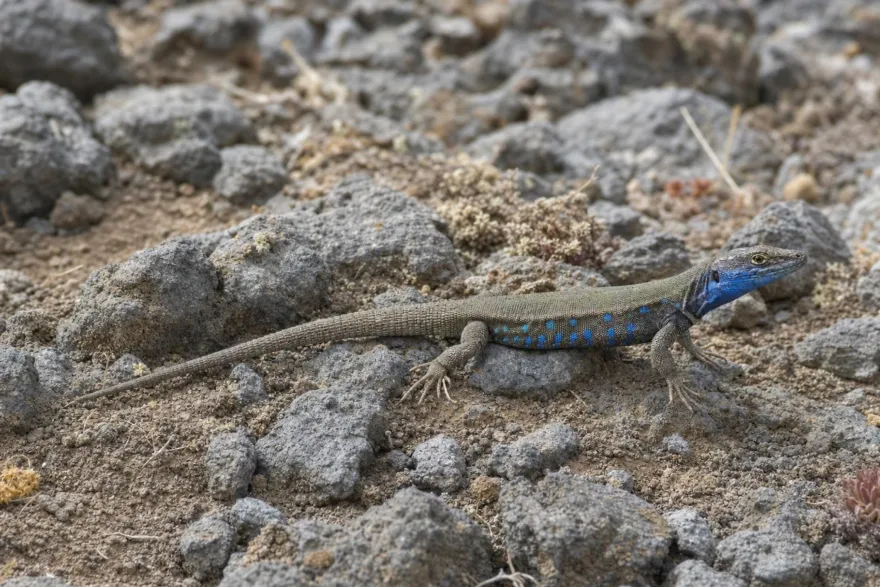 Lanzarote-Ostkanareneidechse, Gallotia atlantica atlantica