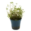 Laos-Rotala, Rotala rotundifolia "Laos", im Topf