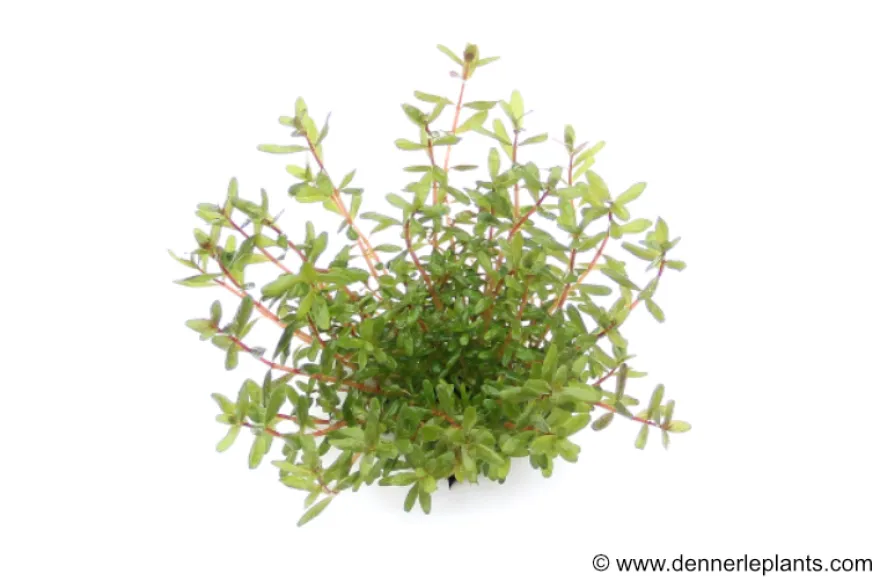 Laos-Rotala, Rotala rotundifolia "Laos", im Topf