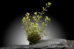 Laos-Rotala, Rotala rotundifolia