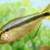 Lapis-Tetra, Hyphessobrycon cyanotaenia