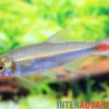 Laubensalmler, Aphyocharax alburnus