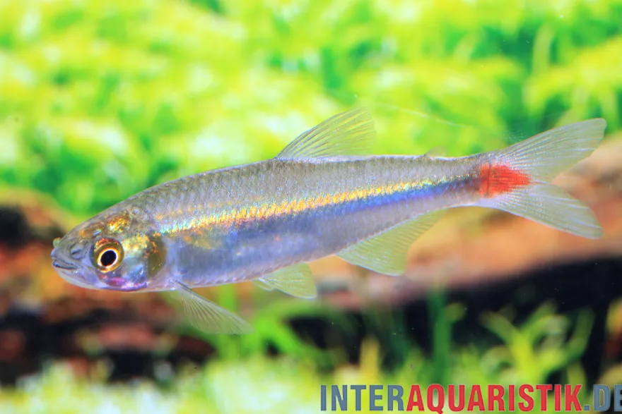 Laubensalmler, Aphyocharax alburnus