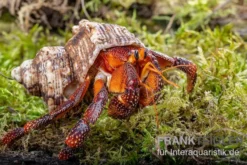 Lava-Landeinsiedlerkrebs, Coenobita sp. Lava