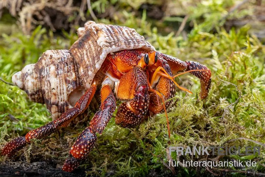 Lava-Landeinsiedlerkrebs, Coenobita sp. Lava