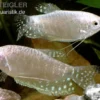Lavendel-Fadenfisch, Trichogaster trichopterus