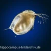 Lebendfutter Wasserflöhe Portionsbeutel, 90 ml "Daphnia"