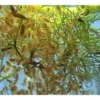 Lebendfutter XL-Box Wasserflöhe, 200 g
