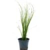 Lebendgebärende Nadelsimse, Eleocharis vivipara, im Topf
