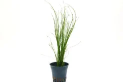 Lebendgebärende Nadelsimse, Eleocharis vivipara, im Topf