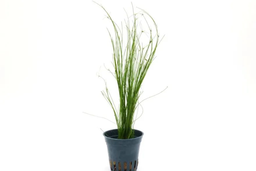 Lebendgebärende Nadelsimse, Eleocharis vivipara, im Topf