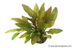 Legros Wasserkelch, Cryptocoryne walkeri var. legroi, im Topf (Ausgelistet)
