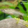 Leopardbärbling, Brachydanio frankei
