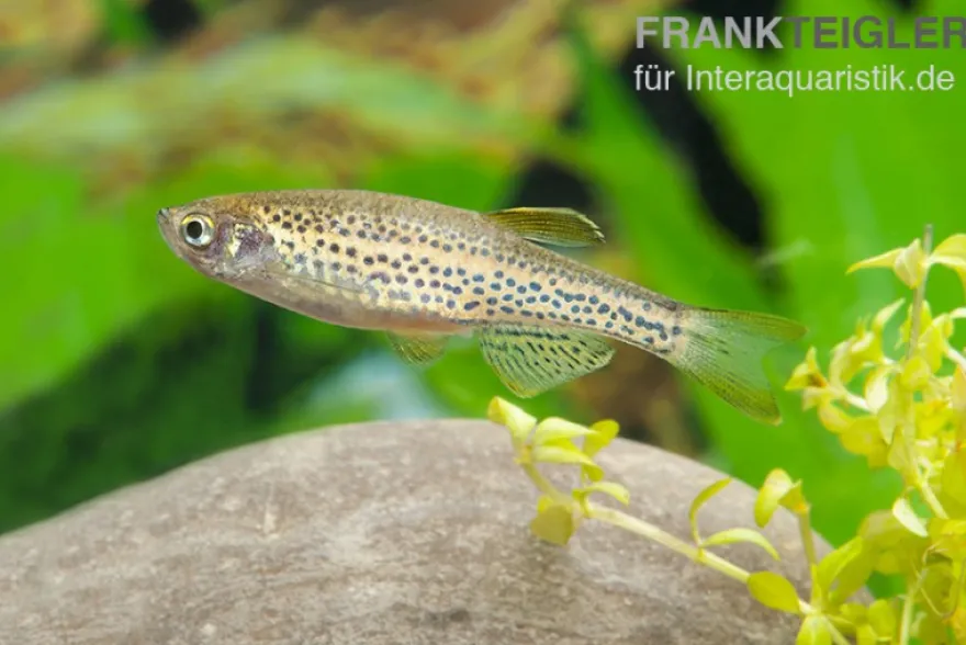 Leopardbärbling, Brachydanio frankei