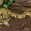 Leopard-Clown-Königspython, Python regius