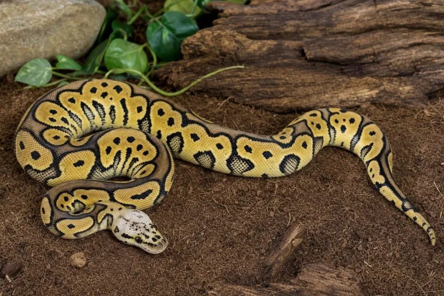 Leopard-Clown-Königspython, Python regius