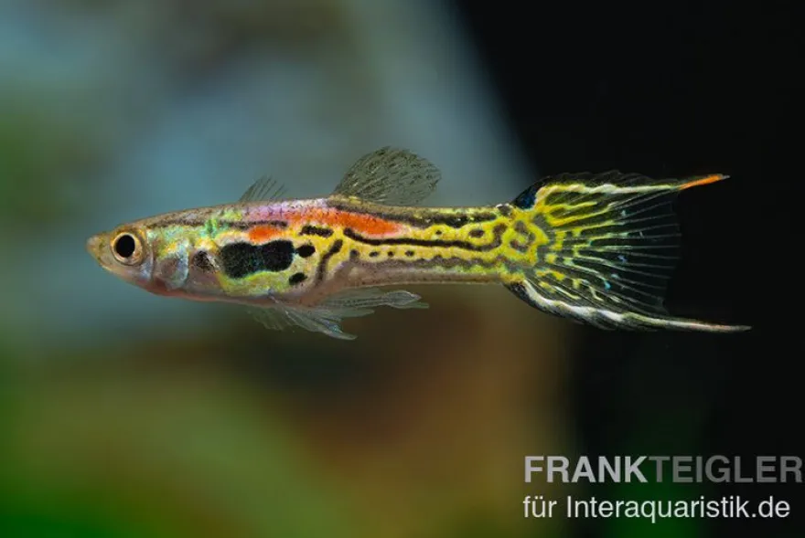 Leopard Endlerguppy, Poecilia wingei Leopard, paarweise