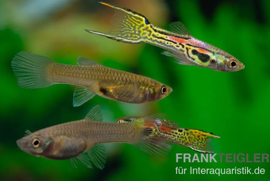 Leopard Endlerguppy, Poecilia wingei Leopard, paarweise