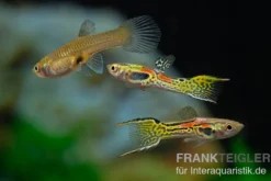Leopard Endlerguppy, Poecilia wingei Leopard, paarweise