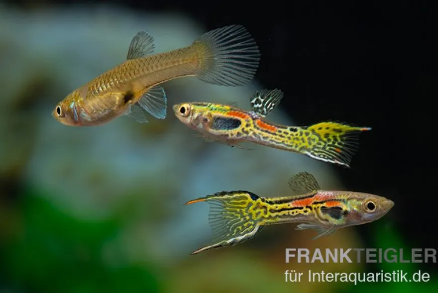 Leopard Endlerguppy, Poecilia wingei Leopard, paarweise