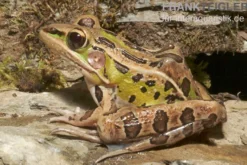 Leopardfrosch, Rana pipiens