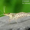 Leopardgarnele, Caridina rupropunctata