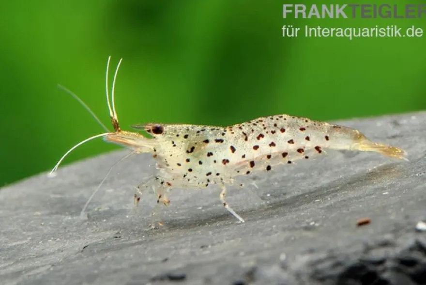 Leopardgarnele, Caridina rupropunctata