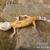 Leopardgecko, Eublepharis macularius, LEMON FROST