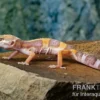 Leopardgecko, Eublepharis macularius, TREMPER ALBINO JUNGLE MACK SNOW