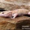 Leopardgecko, Eublepharis macularius, TREMPER ALBINO MACK SNOW ECLIPSE