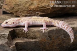 Leopardgecko, Eublepharis macularius, TREMPER ALBINO MACK SNOW ECLIPSE