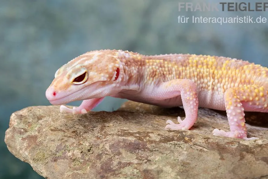 Leopardgecko, Eublepharis macularius, TREMPER ALBINO MACK SNOW ECLIPSE
