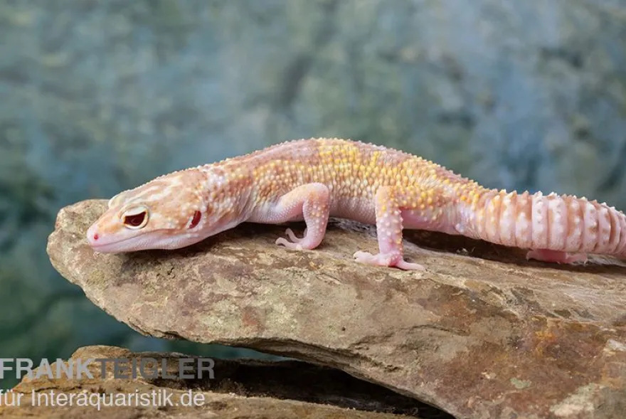 Leopardgecko, Eublepharis macularius, TREMPER ALBINO MACK SNOW ECLIPSE