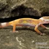 Leopardgecko, Eublepharis macularius, JUNGLE