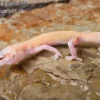 Leopardgecko, Eublepharis macularius, RAPTOR