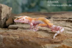 Leopardgecko, Eublepharis macularius, APTOR