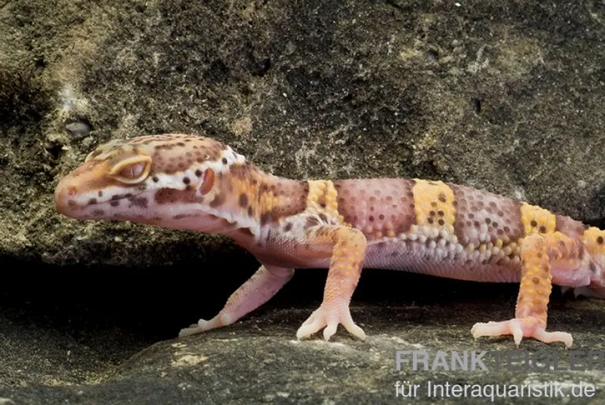 Leopardgecko, Eublepharis macularius, TREMPER ALBINO