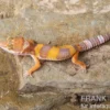 Leopardgecko, Eublepharis macularius, TANGERINE