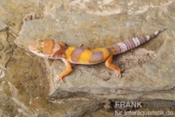 Leopardgecko, Eublepharis macularius, TANGERINE