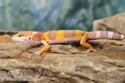 Leopardgecko, Eublepharis macularius, TANGERINE