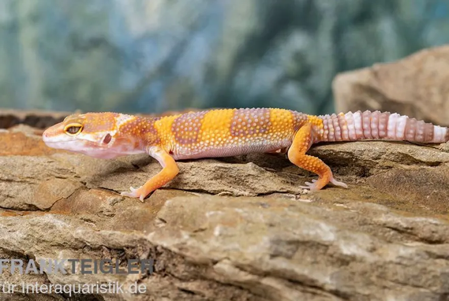 Leopardgecko, Eublepharis macularius, TANGERINE