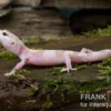 Leopardgecko, Eublepharis macularius, TREMPER ALBINO MACK SNOW