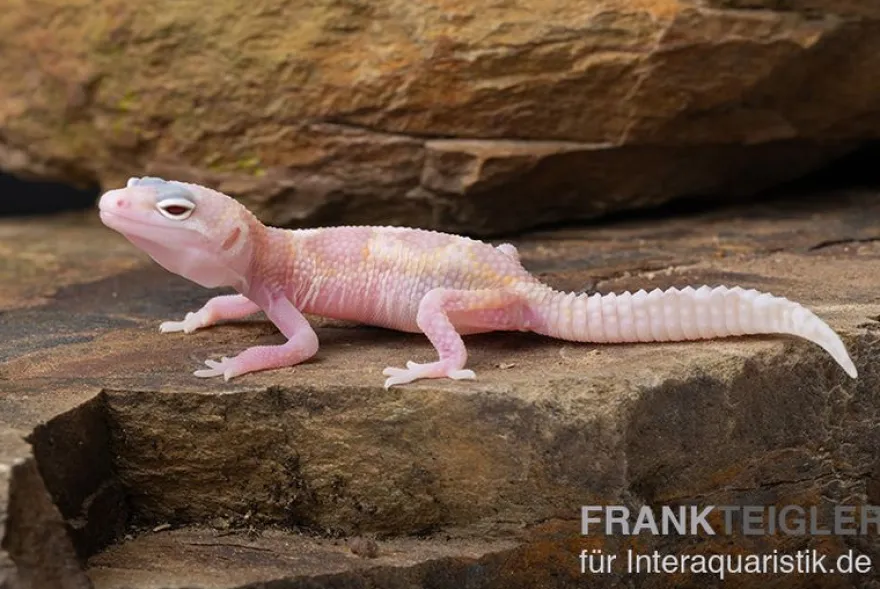 Leopardgecko, Eublepharis macularius, TREMPER ALBINO MACK SNOW RAPTOR