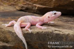 Leopardgecko, Eublepharis macularius, TREMPER ALBINO MACK SNOW RAPTOR