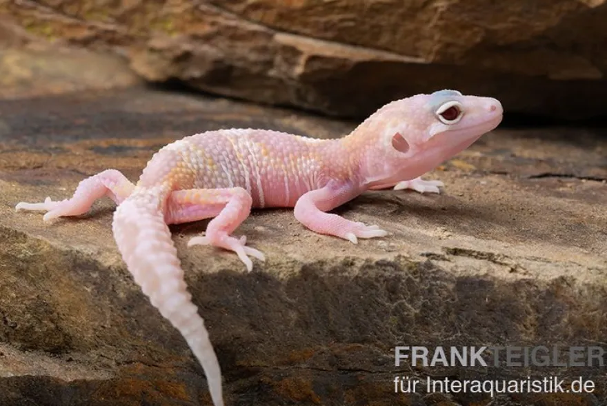Leopardgecko, Eublepharis macularius, TREMPER ALBINO MACK SNOW RAPTOR