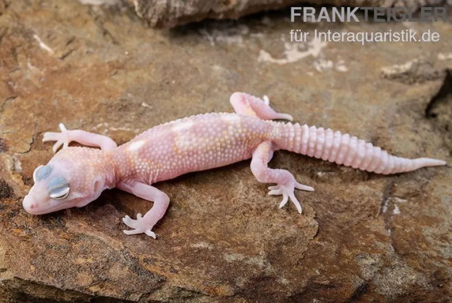 Leopardgecko, Eublepharis macularius, TREMPER ALBINO MACK SNOW RAPTOR