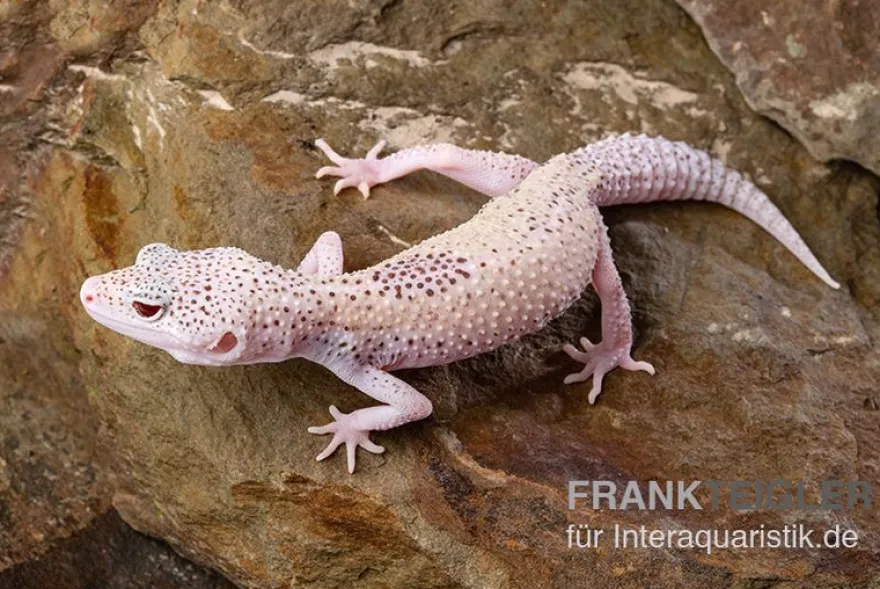 Leopardgecko, Eublepharis macularius, BELL ALBINO ENIGMA