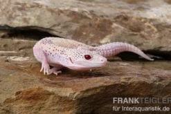 Leopardgecko, Eublepharis macularius, BELL ALBINO ENIGMA